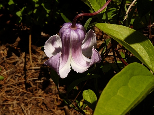 {Clematis crispa}
